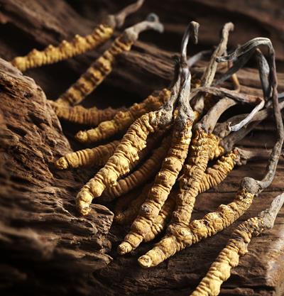 Cordyceps forte - Dong Chong Xia Cao