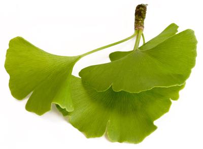 Ginkgo biloba - Extrakt 50:1 plus vitamín E